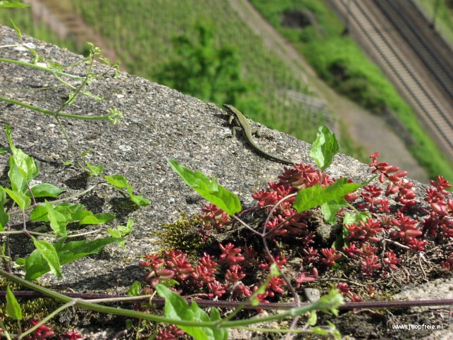 Reptielen in het wild.