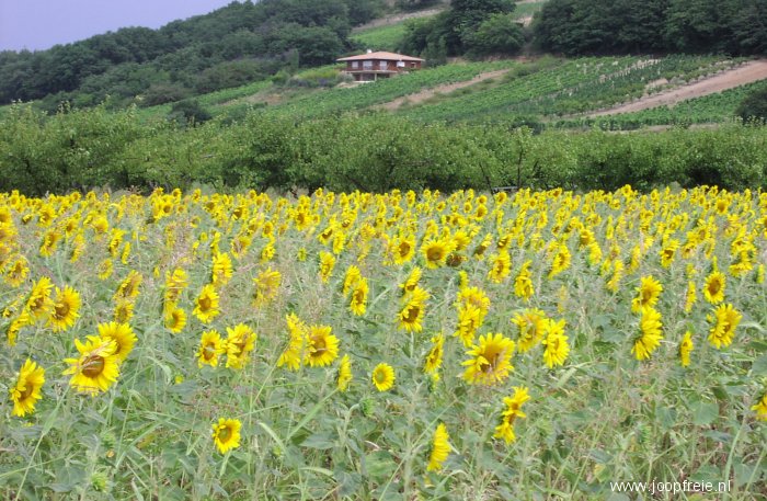 Frankrijk, zonnebloemen