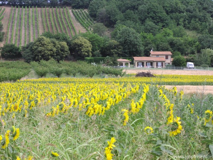Zonnebloemen in Frankrijk.