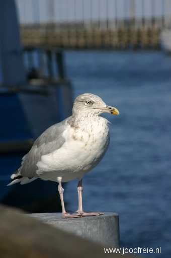 'Visser' in Warnemnde
