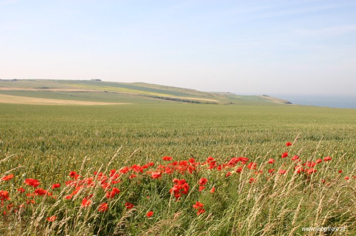 Papavers op Cap Griz Nez