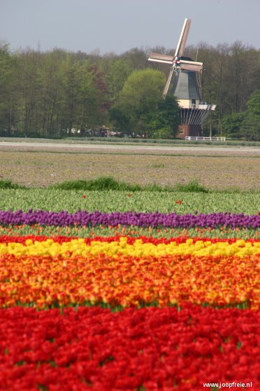 Bloembollen en water.