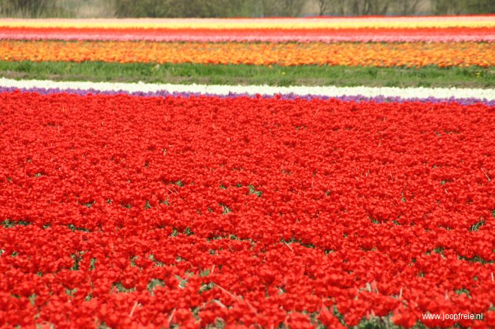 Bloembollen, Keukenhof