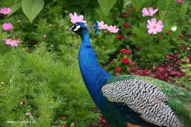 Echte pauw op Mainau