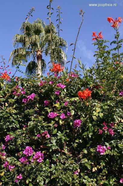 Voorjaarsbloesem in Spanje.