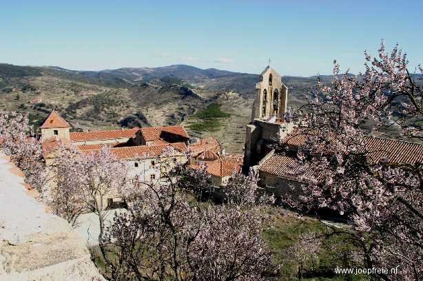 Morella