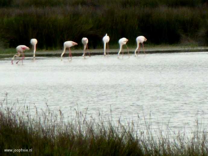 Flamingo's in de Camargue