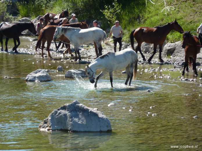 Castellane: drenkende paarden in de Verdon.