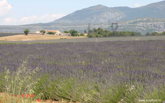 Lavendelvelden in de Provence.