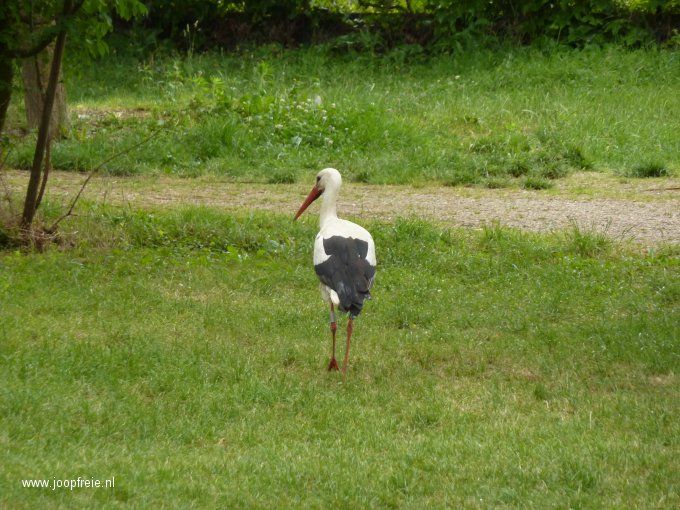 Ooievaar op vakantie